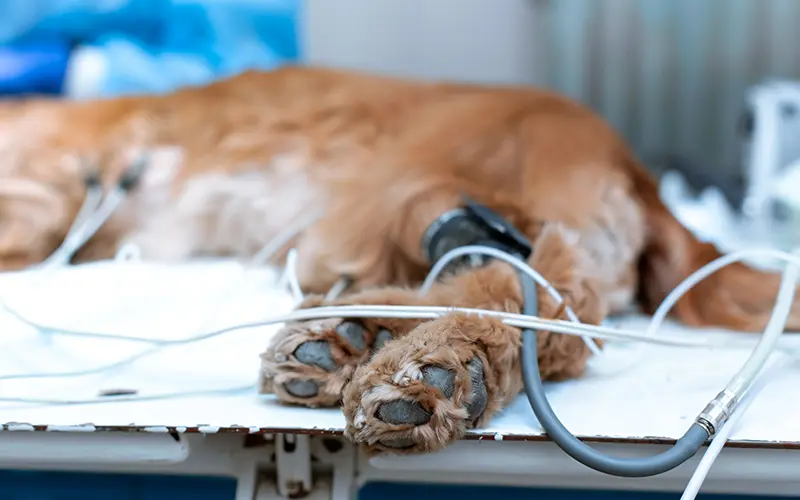 chirurgie arche en ville cabinet veterinaire vevey
