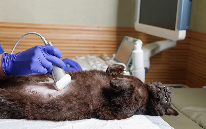 chirurgie sterilisation arche en ville cabinet veterinaire vevey