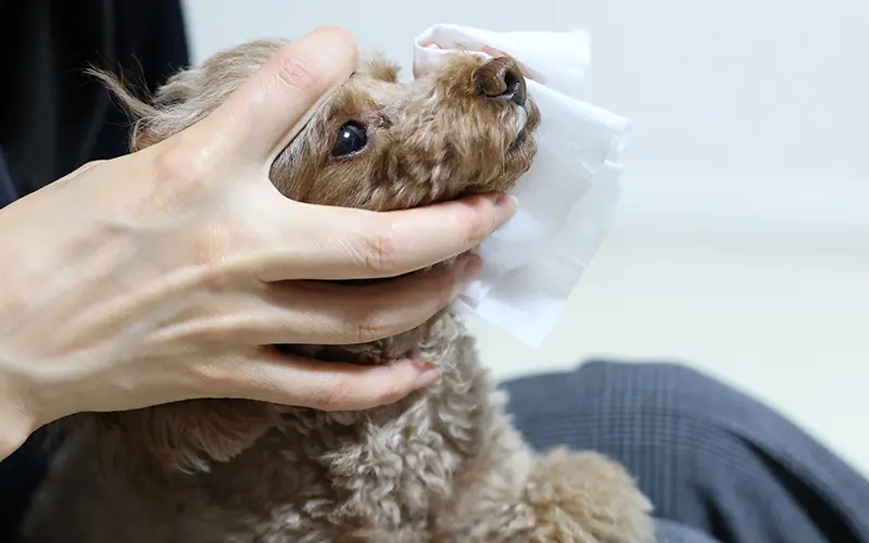 ophtalmologie consultation hospitalisation animaux arche en ville cabinet veterinaire vevey