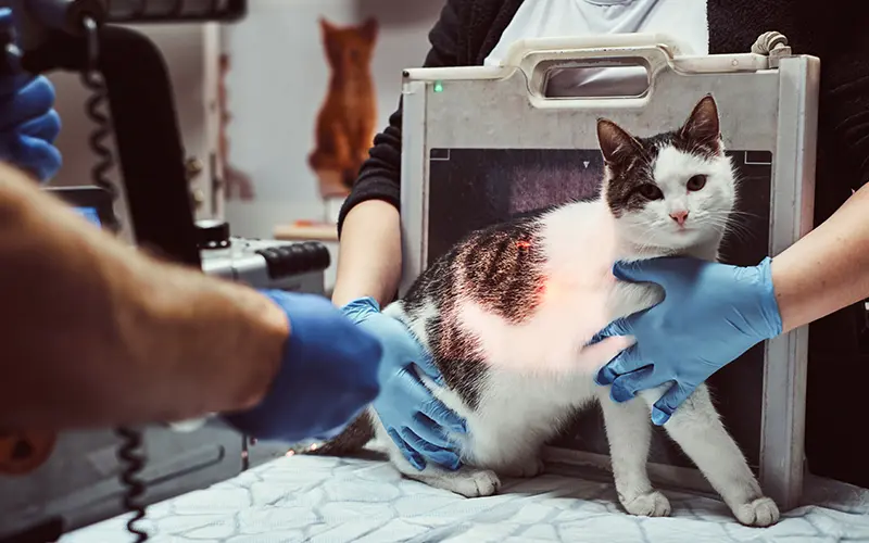imagerie medicale consultation hospitalisation animaux arche en ville cabinet veterinaire vevey