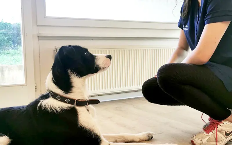 comportement analyse animaux arche en ville cabinet veterinaire vevey