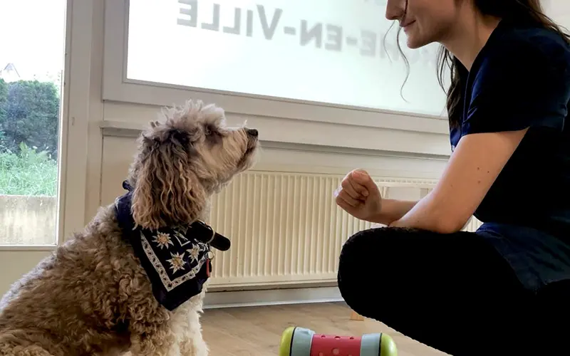 comportement analyse animaux arche en ville cabinet veterinaire vevey